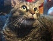 Do any other cat owners have this issue???