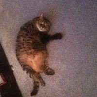 Do any other cat owners have this issue???