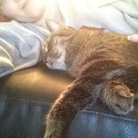 Do any other cat owners have this issue???