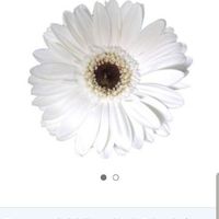 Trader Joe's or Sam's Club for diy Flowers? - 3