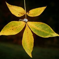 Engagement ring pictures?