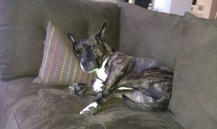 Keeping my mind of my wedding...Show me your dog:)!!**Pics