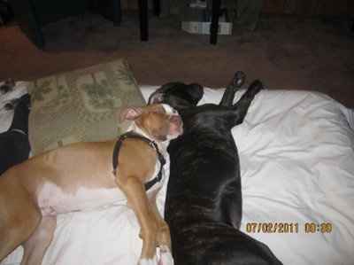 NWR: I want to see your pets!