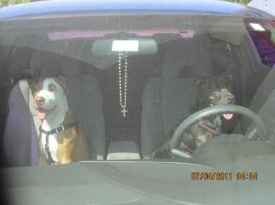 NWR: I want to see your pets!