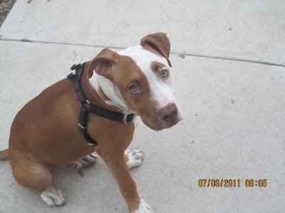 NWR: I want to see your pets!