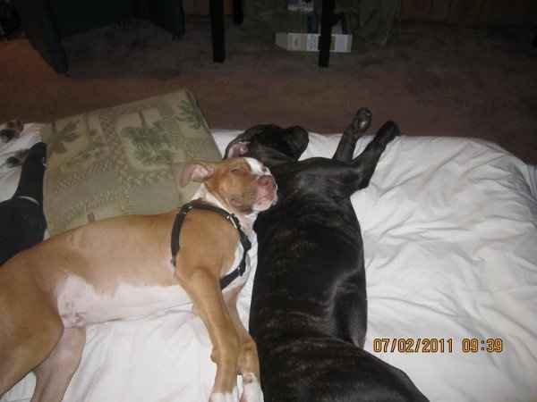 Furbabies (to lighten the mood)