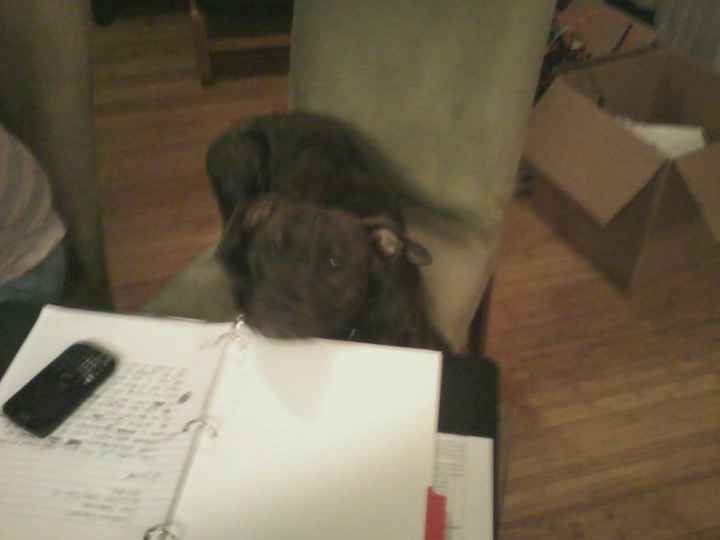 Do you and your FH have a pet?