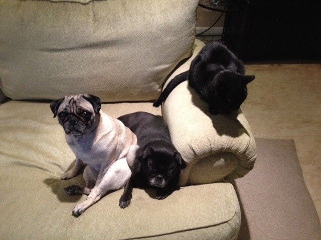 NWR- who has adopted their animals??