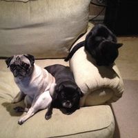 NWR- who has adopted their animals??