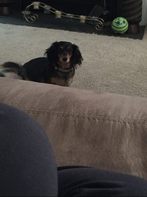 Pet owners! :-) Share your pets - 2