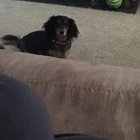 Pet owners! :-) Share your pets - 2