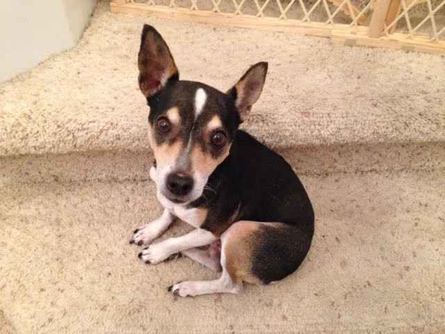 NWR: My (fur) baby's coming home!!!