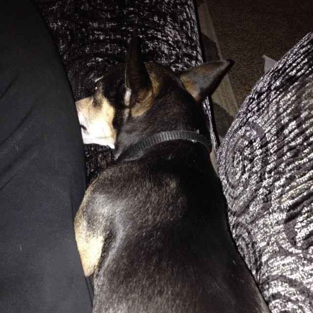 NWR: Barking Dogs, HELP