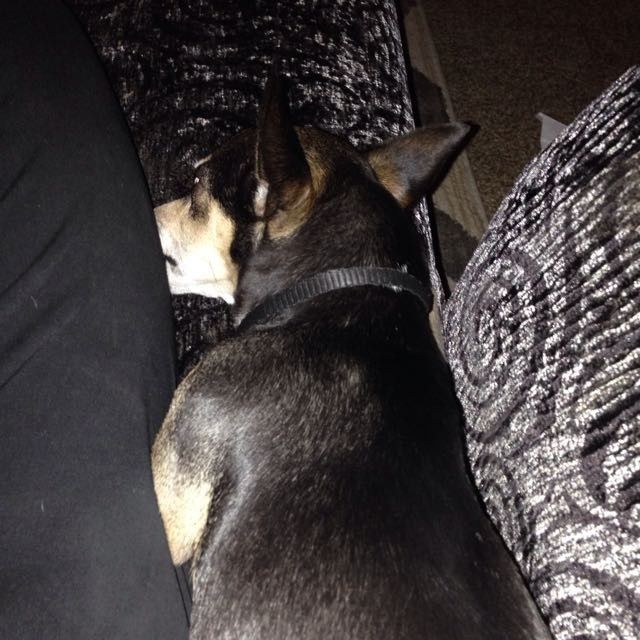 NWR: Barking Dogs, HELP