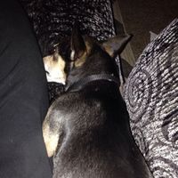 NWR: Barking Dogs, HELP