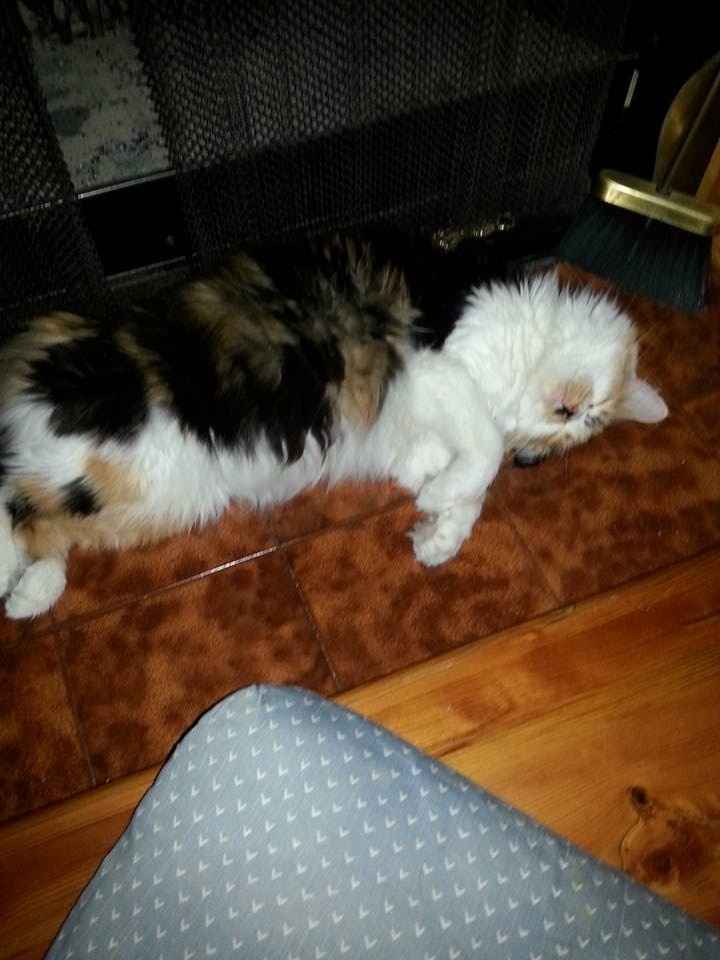 Show my your kitties!