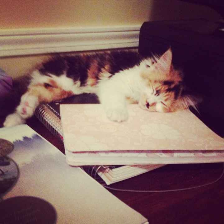 Fur Babies Helping!