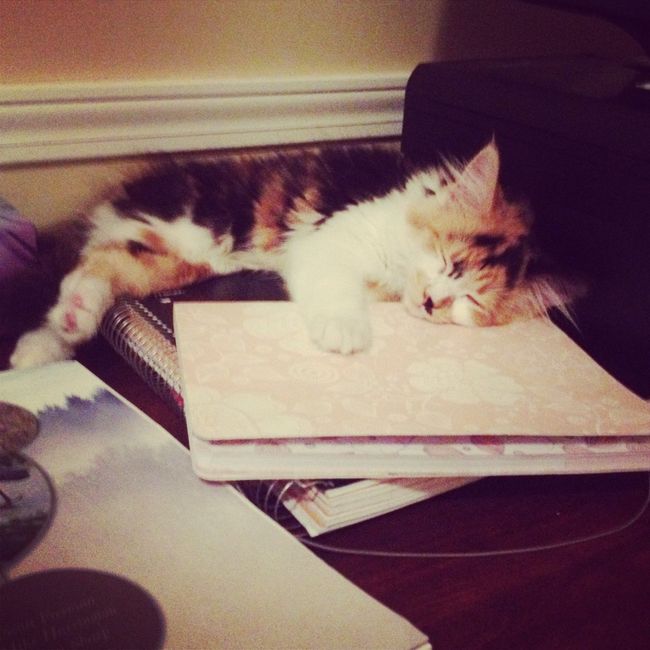 Fur Babies Helping!