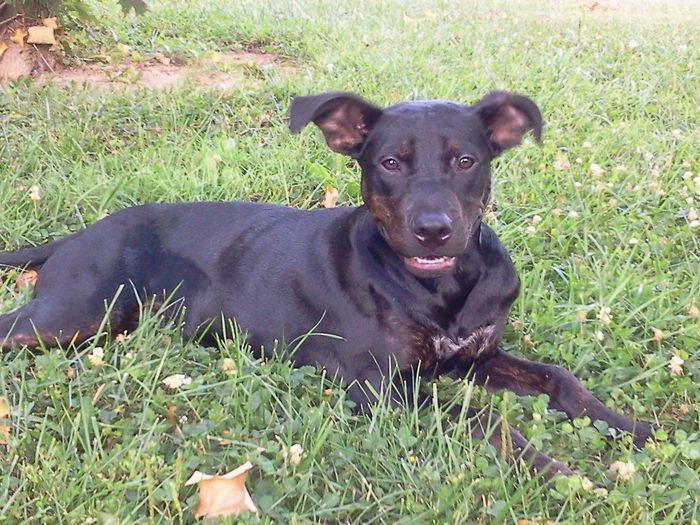 NWR: Lets See Your Fur Babies!