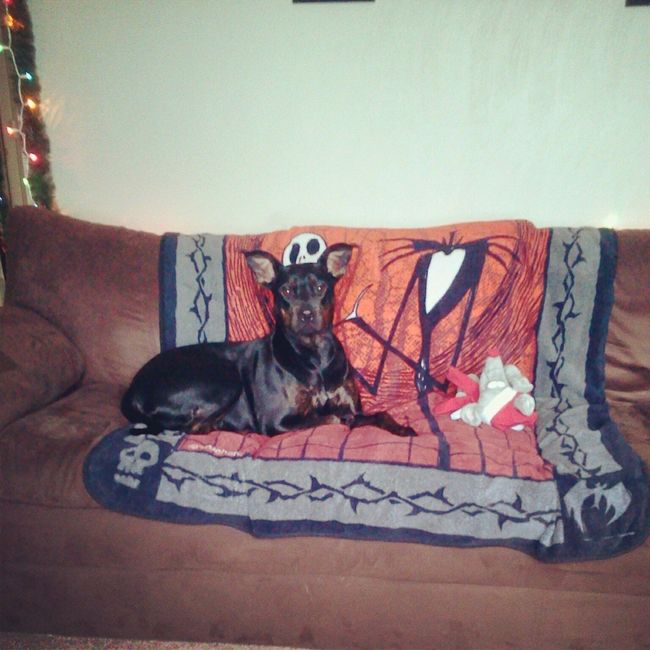 NWR: Rescue vs. Breeded Pets