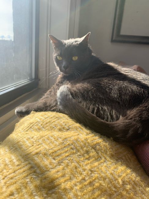 Coronavirus Wedding Cancelation 2