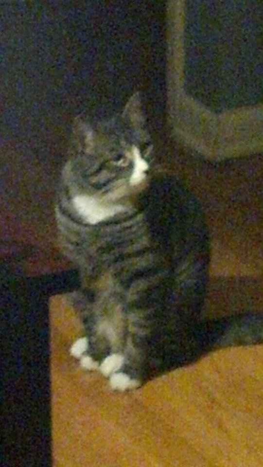 NWR: Getting a new fur baby