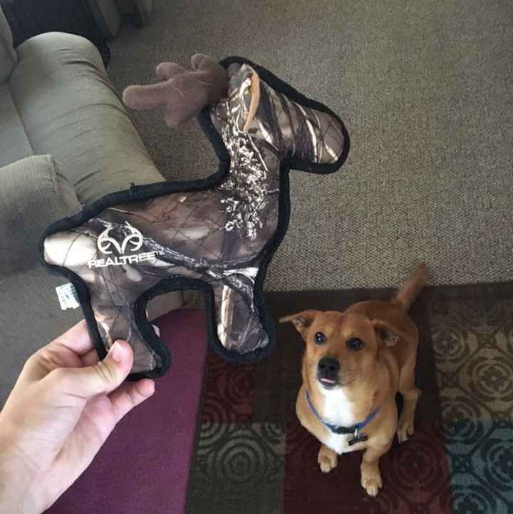 Show me those puppies!