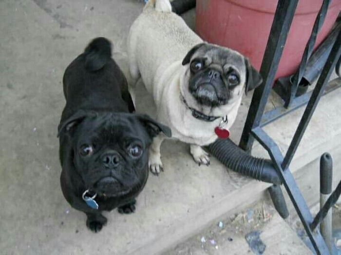 NWR- Does anybody want a dog?