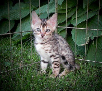 Help name our new kitty!! NWR