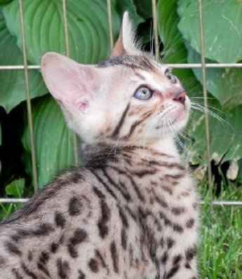 Help name our new kitty!! NWR