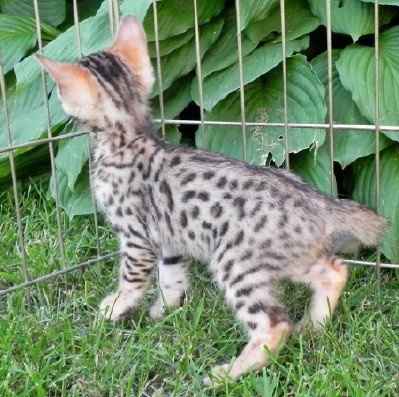 Help name our new kitty!! NWR