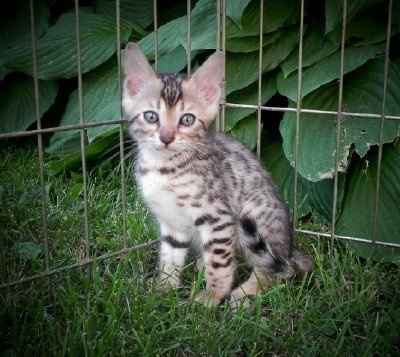 Help name our new kitty!! NWR