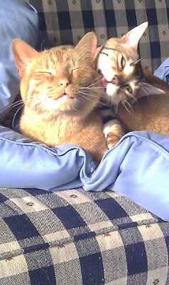 Just for fun- haven't seen the furbabies in awhile