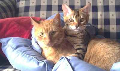 Just for fun- haven't seen the furbabies in awhile