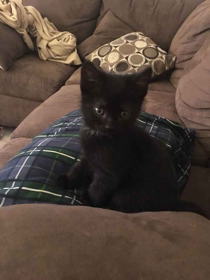 Show me your fur babies!