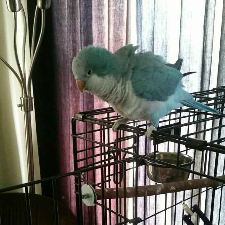 Sick and need cheering up--show me your Fur babies!
