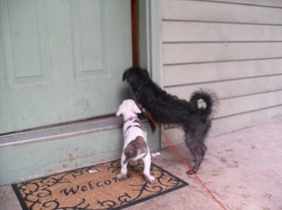Let's do a show-and-tell about our fur-babies!!!