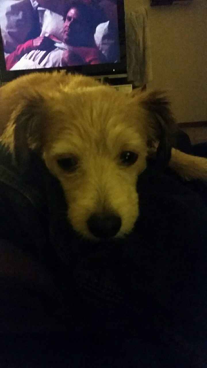 Show off your fur babies!