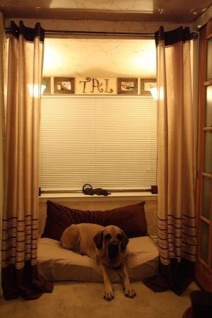 Pets do the darndest things