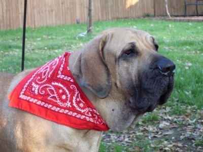 Let's see some FUR babies!