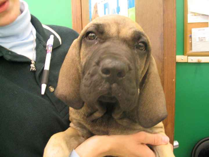 Furbabies then and now