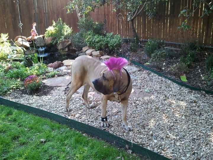 Furbabies then and now