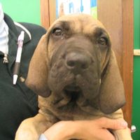 Furbabies then and now