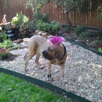 Furbabies then and now