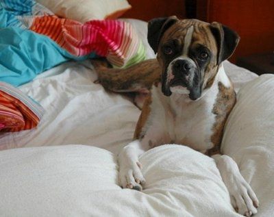 *NWR* Show me your pets/animals! *PICS*