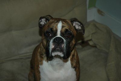 *NWR* Show me your pets/animals! *PICS*