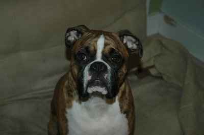 *NWR* Show me your pets/animals! *PICS*