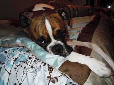 *NWR* Show me your pets/animals! *PICS*