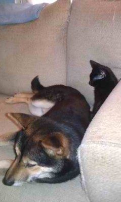 NWR: Dogs or cats?