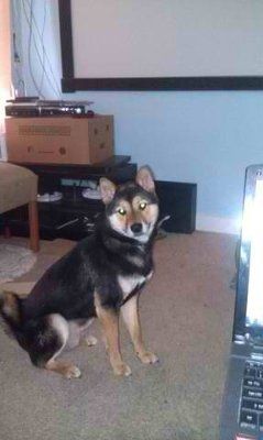 NWR: Dogs or cats?